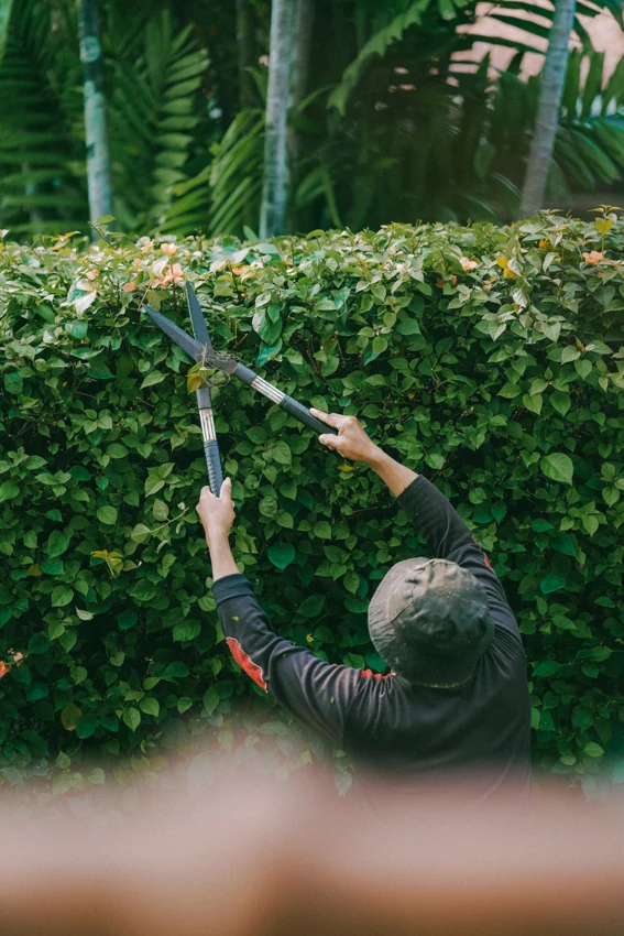 Een tuinman snoeit een groene haag